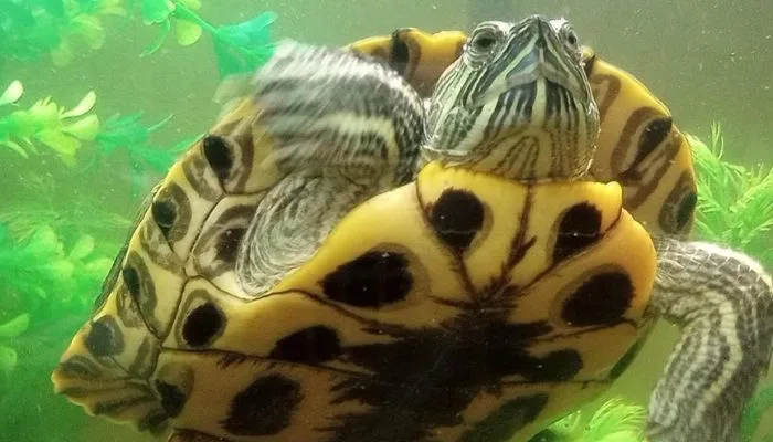 How to Prevent My Red-Eared Turtle From Drowning