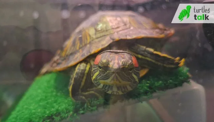 How to Set Up Enclosure for Baby Red-Eared Slider Turtle