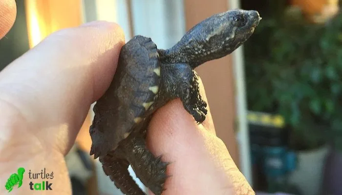 How to Stop a Baby Snapping Turtle From Biting