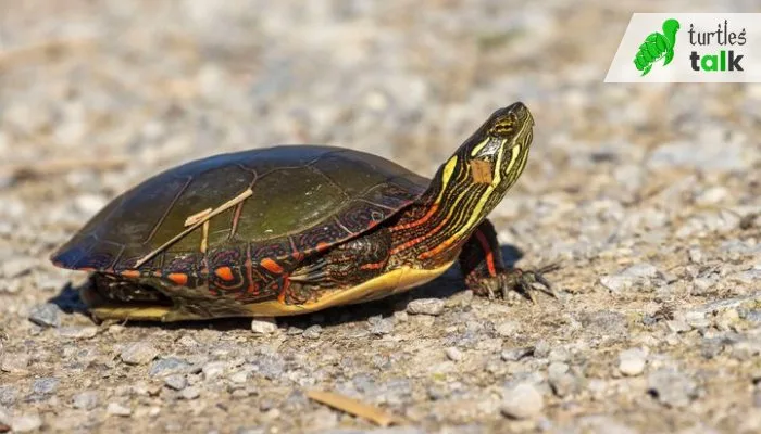 How to Tell if a Painted Turtle Is Hibernating