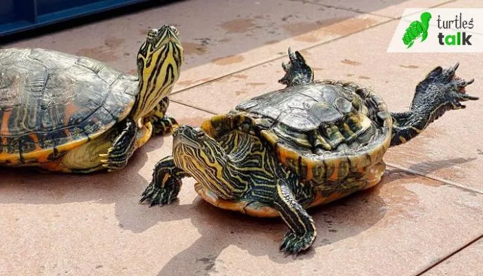 Is Gender Determination Important When Buying a Red-Eared Slider