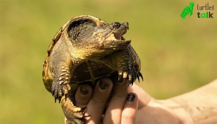 Is a Baby Snapping Turtle Capable of Biting