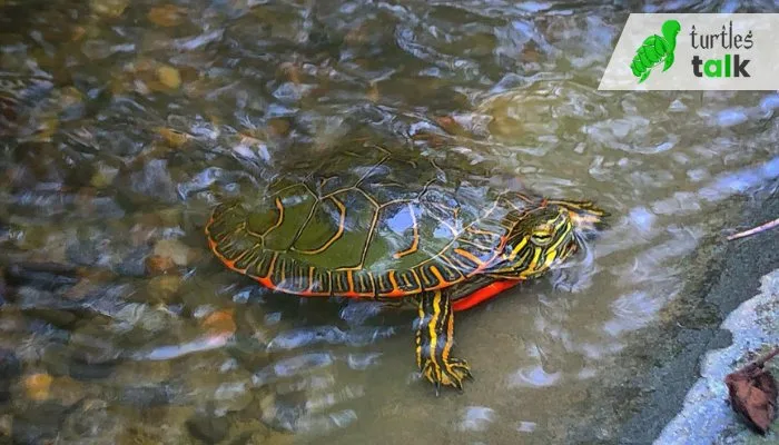 Physical Adaptation of Painted Turtles to Sleep Underwater