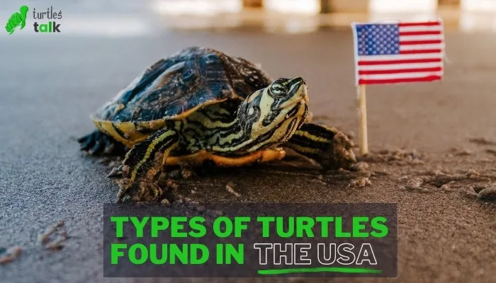 Marvels of the Shell: Types of Turtles Found in the USA