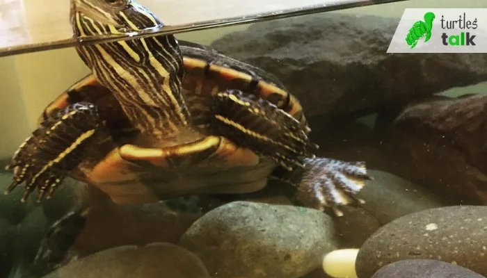 What Age Do Female Painted Turtles Lay Eggs