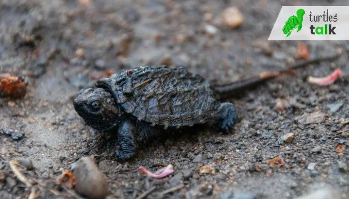 What Do Baby Snapping Turtles Need in Their Habitat