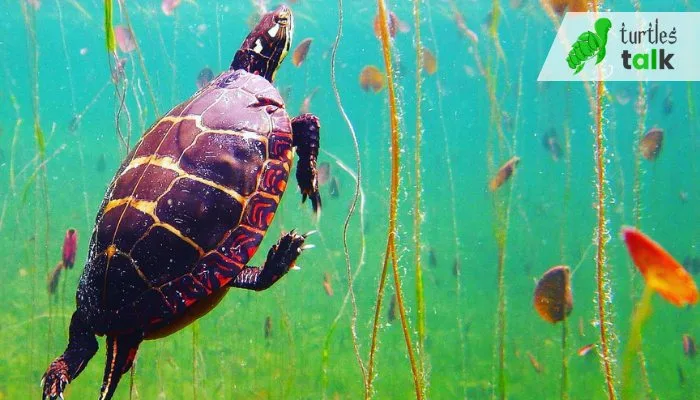 What Do Painted Turtles Eat Underwater