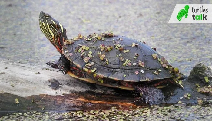 What Is the Natural Habitat of a Painted Turtle