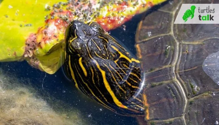 What Other Fruits Can Painted Turtles Eat