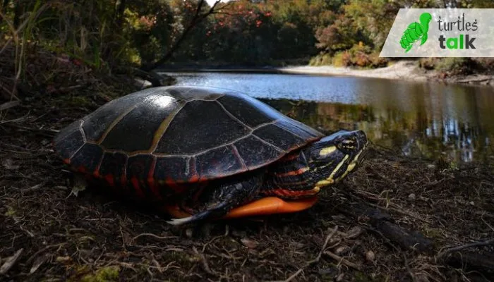 What are the Dietary Habits of Wild Painted Turtles