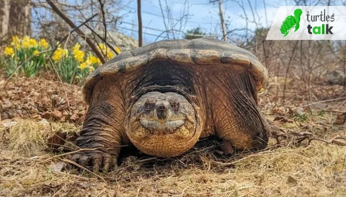 What is the Maximum Speed of a Snapping Turtle