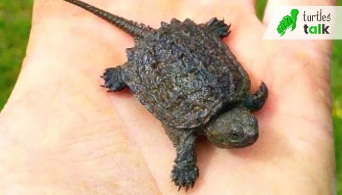 What is the Suitable Location for Releasing Baby Snapping Turtles
