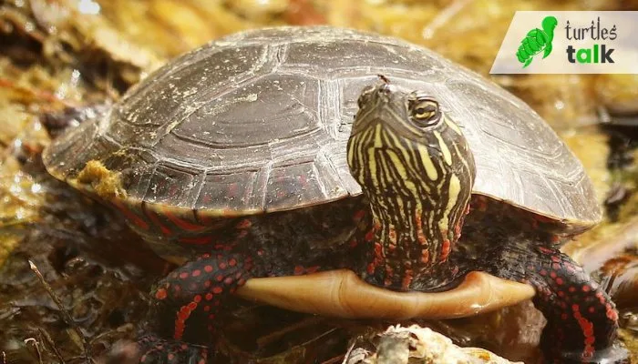 What to Include in a Painted Turtles Diet to Ensure Proper Growth