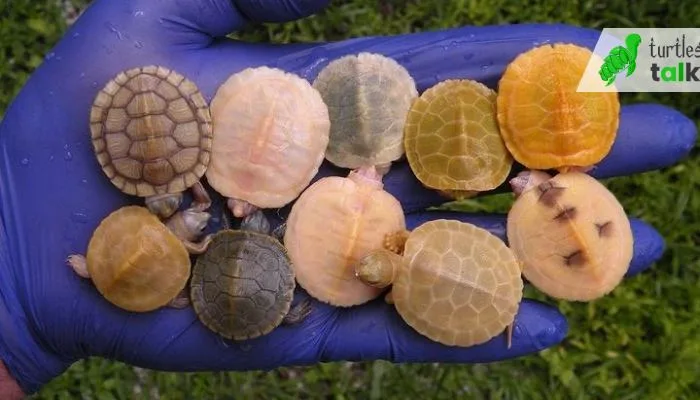 Where can I purchase a Red Eared Slider