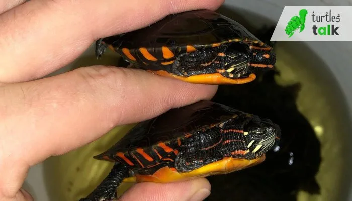 Where to Buy a Painted Turtle
