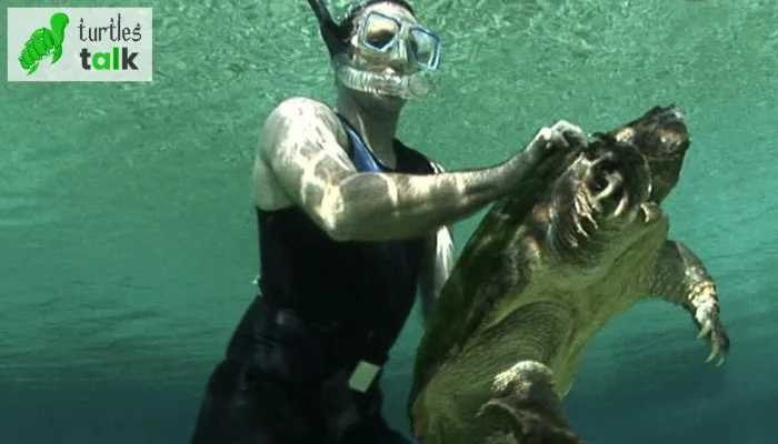 Will Snapping Turtles Attack Swimmers