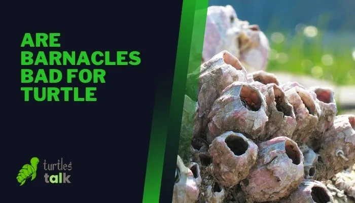 Are Barnacles Bad for Turtle