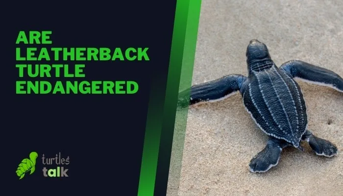 Are Leatherback Turtle Endangered