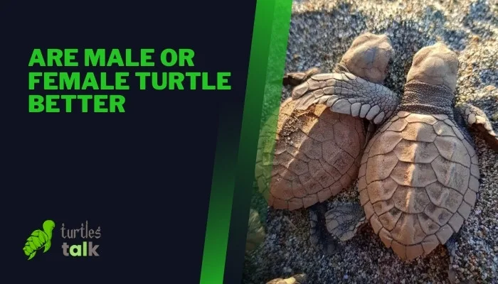 Are Male or Female Turtle Better