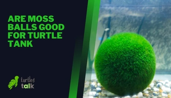 Are Moss Balls Good for Turtle Tank