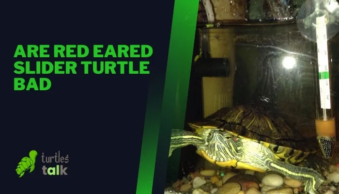 Are Red Eared Slider Turtle Bad