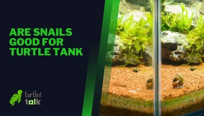 Are Snails Good for Turtle Tank