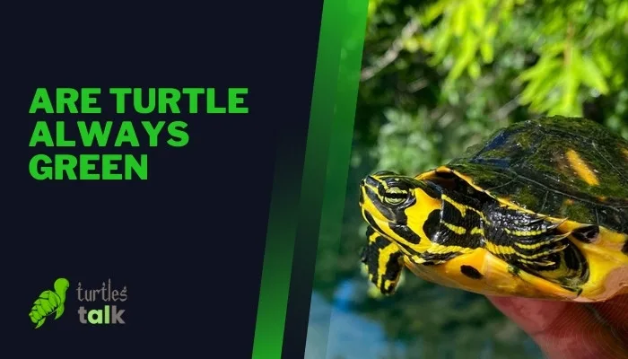 Are Turtle Always Green