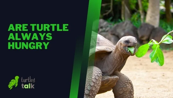 Are Turtle Always Hungry