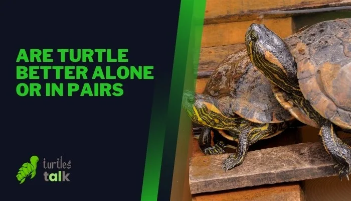 Are Turtle Better Alone or in Pairs