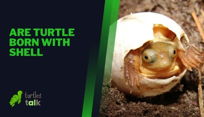 Are Turtle Born With Shell