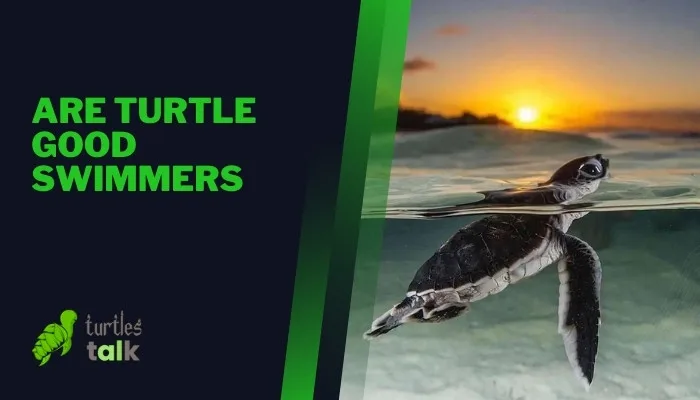 Are Turtle Good Swimmers