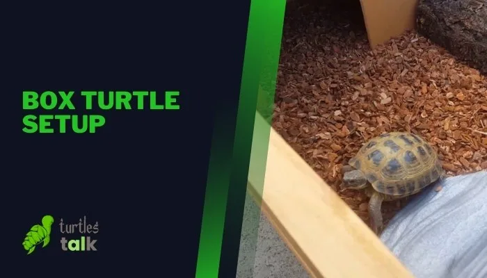 Box Turtle Setup
