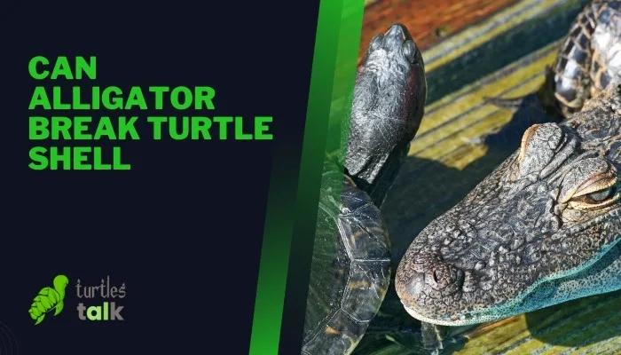 Can Alligator Break Turtle Shell