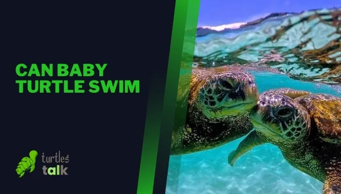 Can Baby Turtle Swim