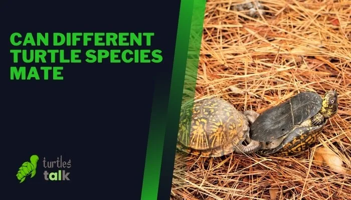 Can Different Turtle Species Mate