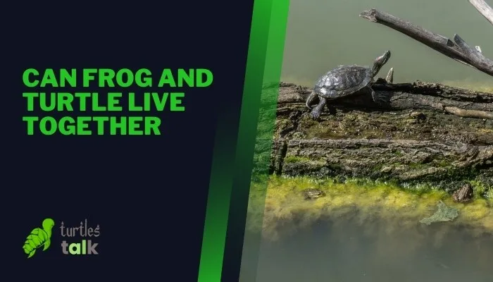 Can Frog and Turtle Live Together