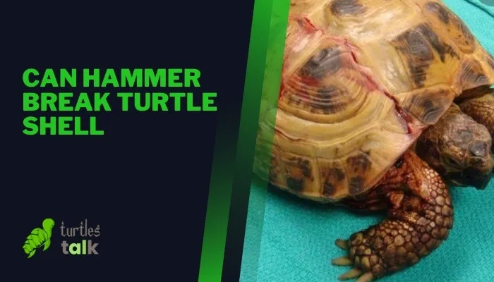 Can Hammer Break Turtle Shell - Turtles Talk