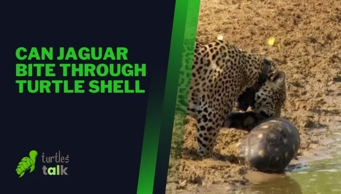 Can Jaguar Bite Through Turtle Shell