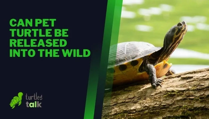 Can Pet Turtle Be Released Into the Wild