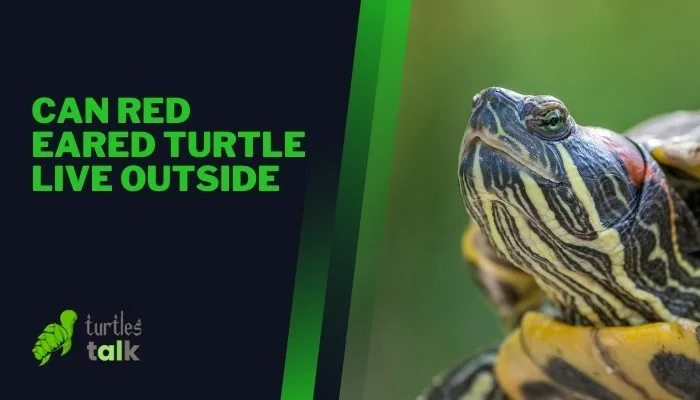 Can Red Eared Turtle Live Outside