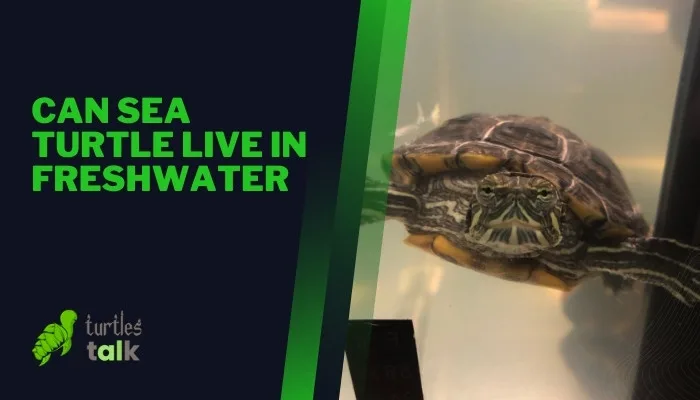 Can Sea Turtle Live in Freshwater - Turtles Talk