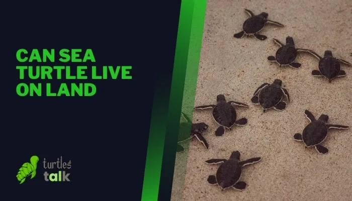 Can Sea Turtle Live on Land