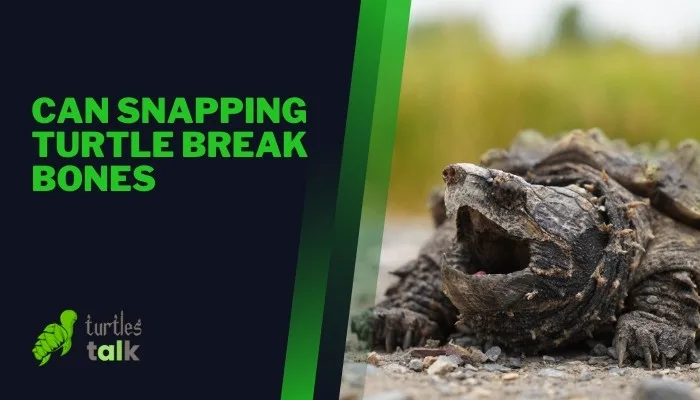 Can Snapping Turtle Break Bones