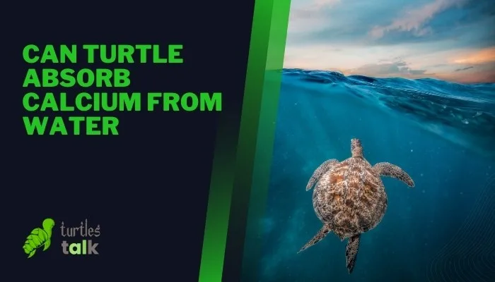 Can Turtle Absorb Calcium From Water
