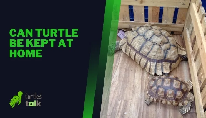 Can Turtle Be Kept at Home