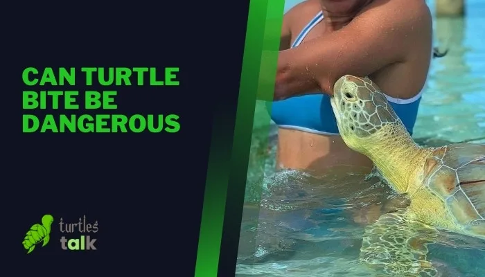 Can Turtle Bite Be Dangerous