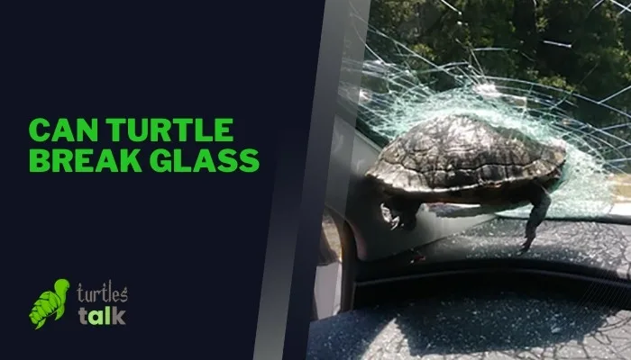 Can Turtle Break Glass