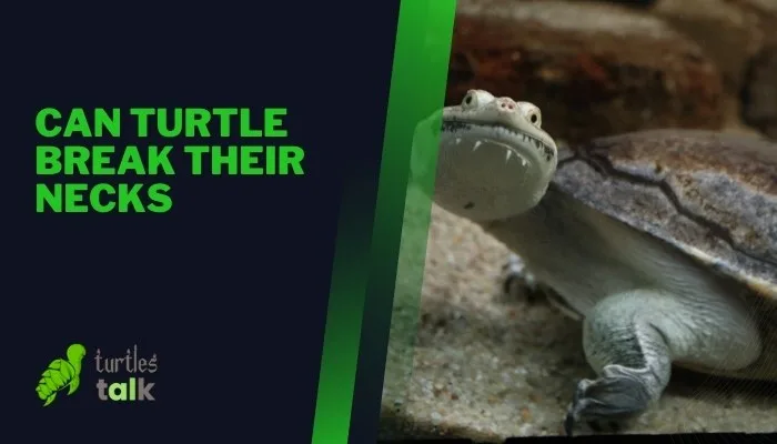Can Turtle Break Their Necks - Turtles Talk