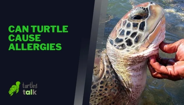 Can Turtle Cause Allergies