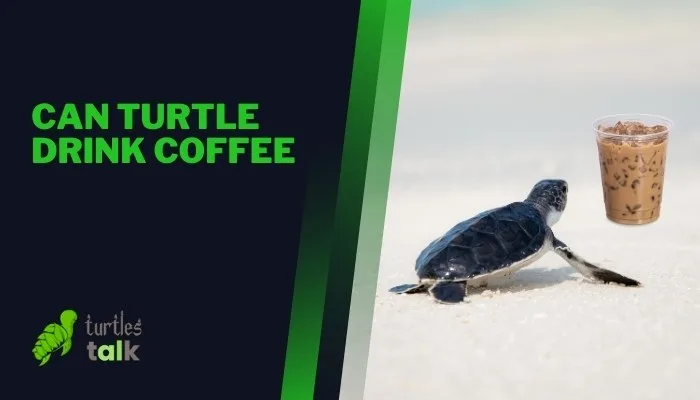 Can Turtle Drink Coffee